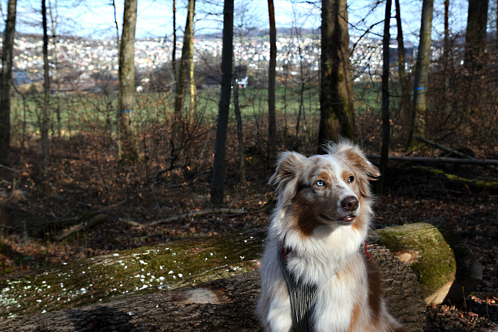 Australian Shepherd im Wald bei Schlieren