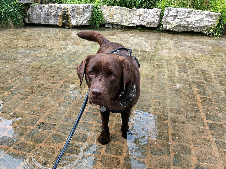 Pina